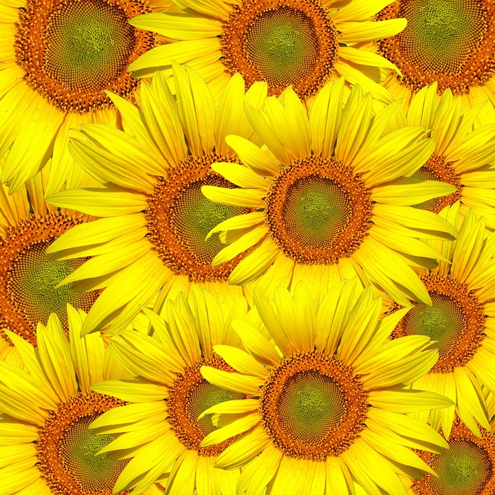 Detail Bunga Matahari Kecil Warna Warni Nomer 52