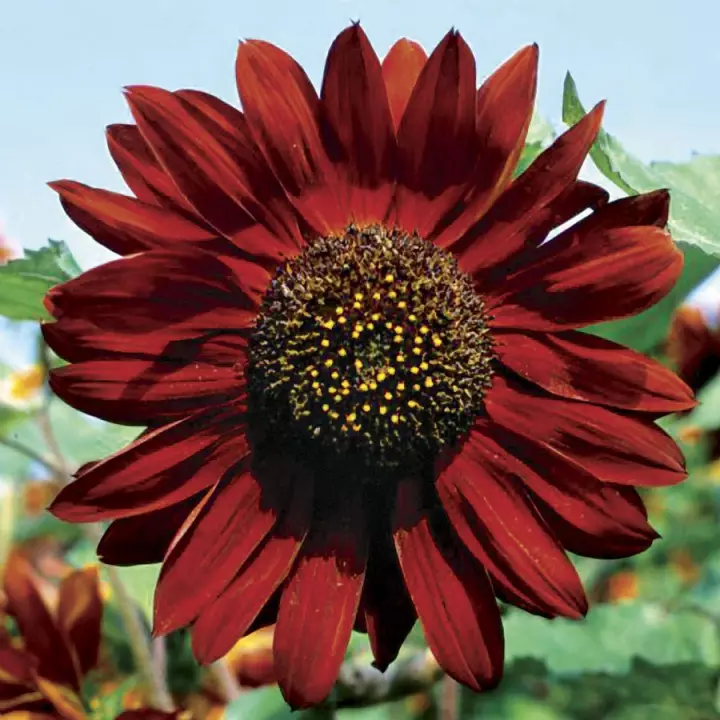 Detail Bunga Matahari Merah Nomer 46