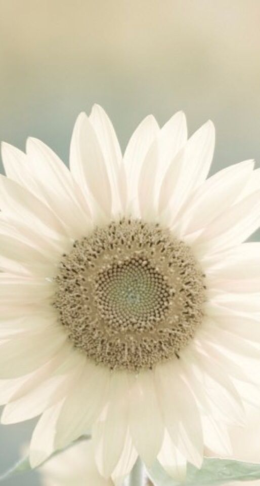 Detail Bunga Matahari Putih Nomer 54
