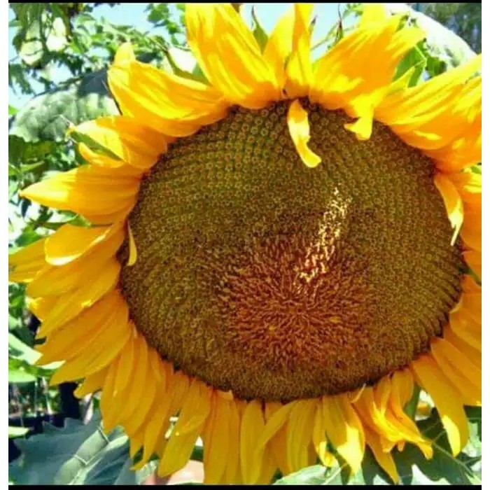 Detail Bunga Matahari Raksasa Nomer 15