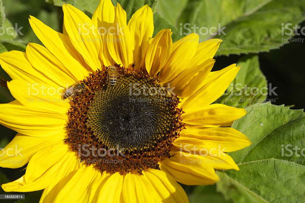 Detail Bunga Matahari Raksasa Nomer 18