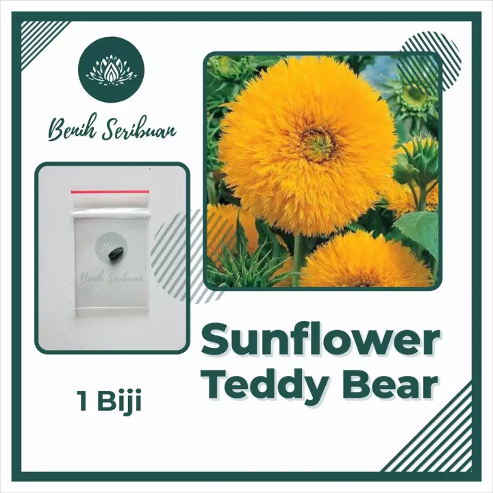 Detail Bunga Matahari Teddy Bear Nomer 57