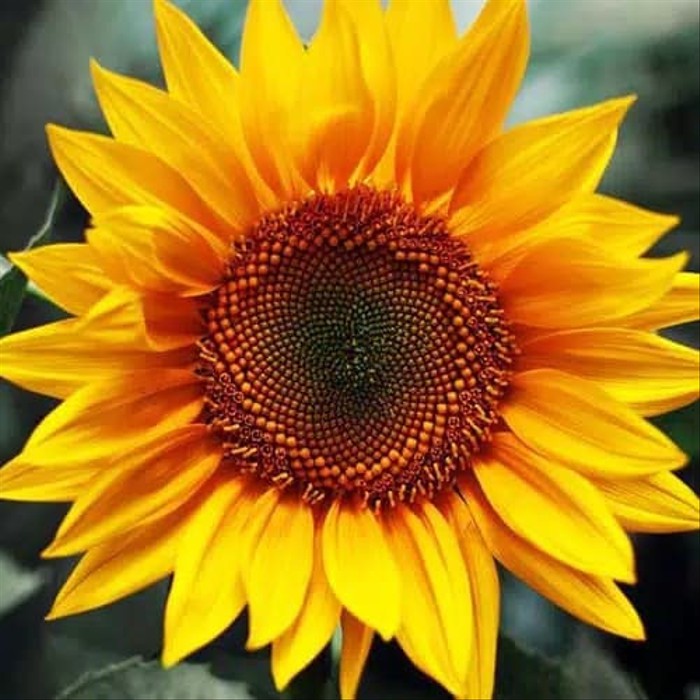 Detail Bunga Matahari Yang Cantik Nomer 29