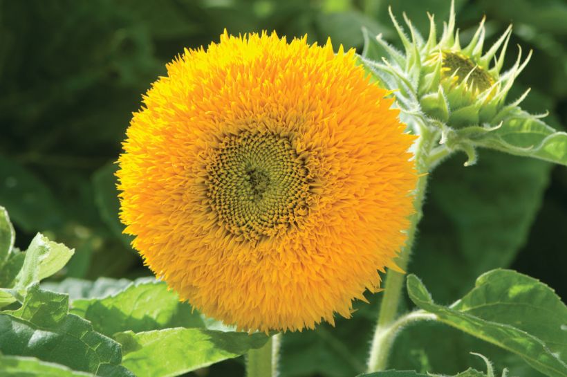 Detail Bunga Matahari Yang Cantik Nomer 55