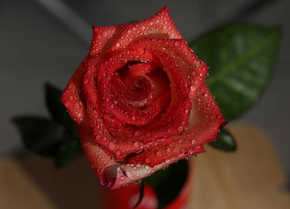 Detail Bunga Mawar Basah Nomer 41