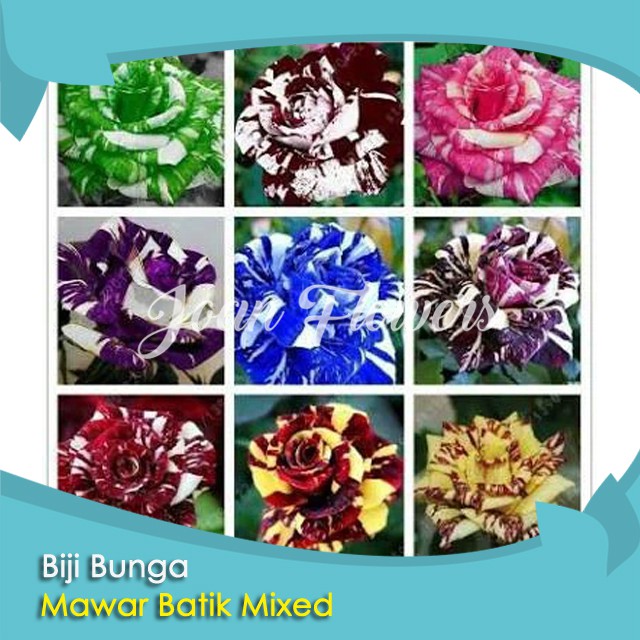 Detail Bunga Mawar Batik Pelangi Alami Nomer 29