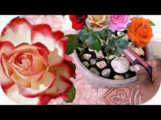 Detail Bunga Mawar Batik Pelangi Alami Nomer 32