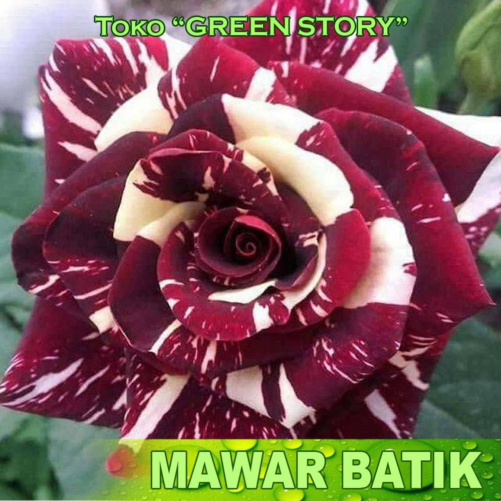 Detail Bunga Mawar Batik Pelangi Alami Nomer 47