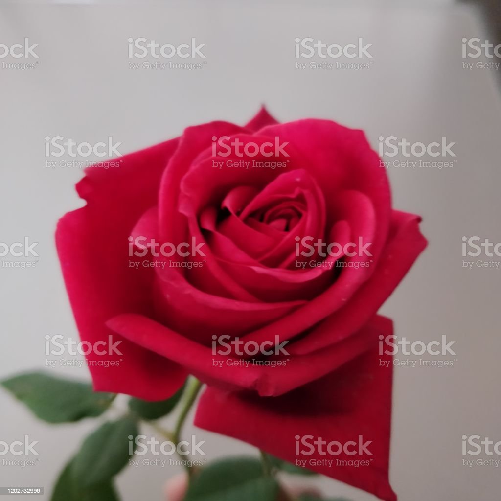 Detail Bunga Mawar Berwarna Merah Nomer 53