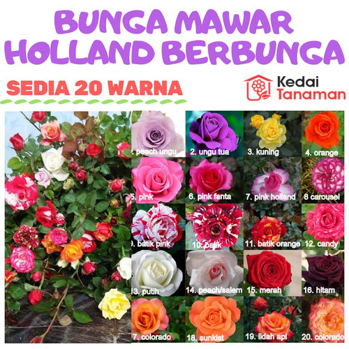 Detail Bunga Mawar Besar Nomer 20