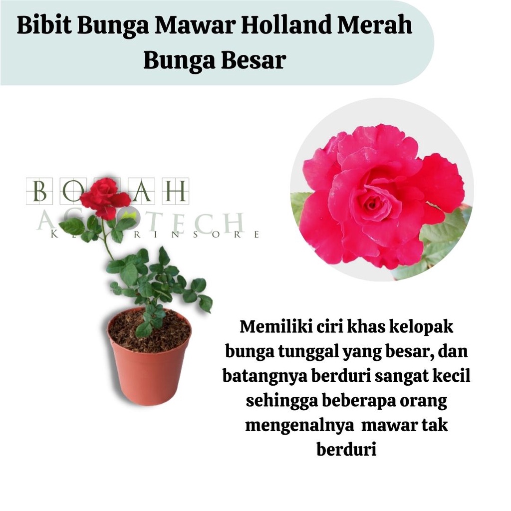 Detail Bunga Mawar Besar Nomer 50