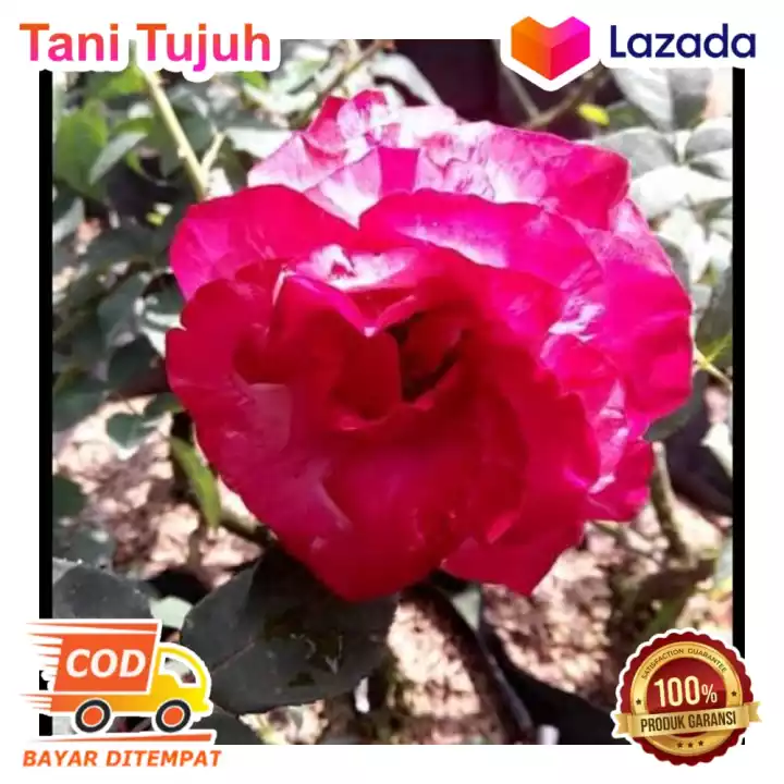 Detail Bunga Mawar Besar Nomer 51