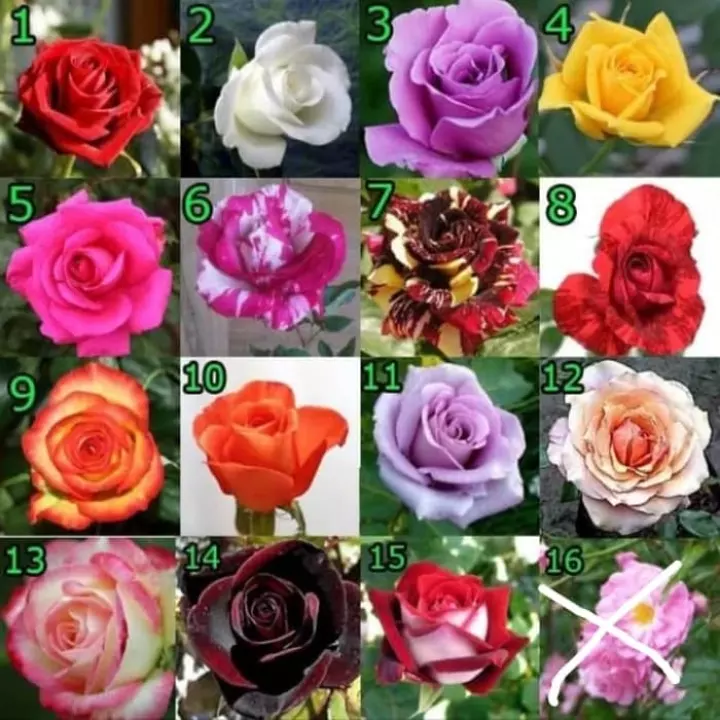 Detail Bunga Mawar Besar Nomer 8