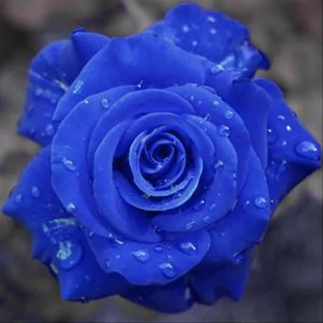 Detail Bunga Mawar Biru Dongker Nomer 14