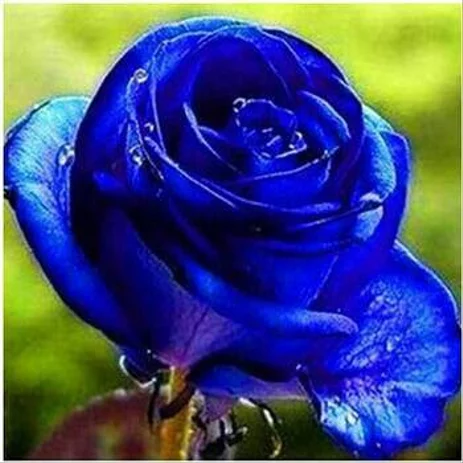 Detail Bunga Mawar Biru Dongker Nomer 16
