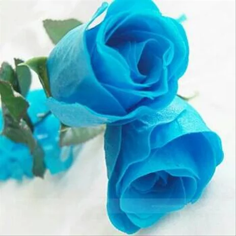 Detail Bunga Mawar Biru Dongker Nomer 19