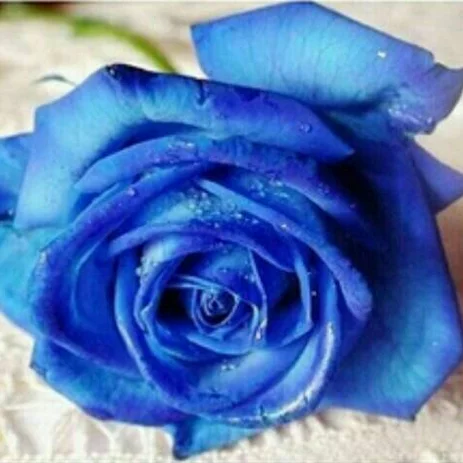Detail Bunga Mawar Biru Dongker Nomer 25