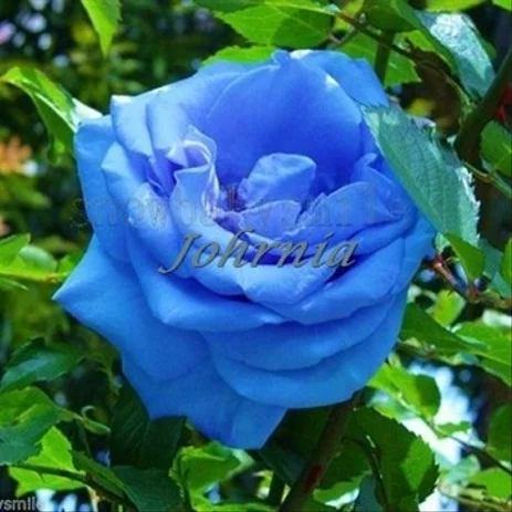 Detail Bunga Mawar Biru Dongker Nomer 28