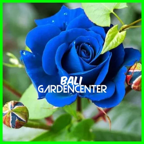Detail Bunga Mawar Biru Dongker Nomer 32