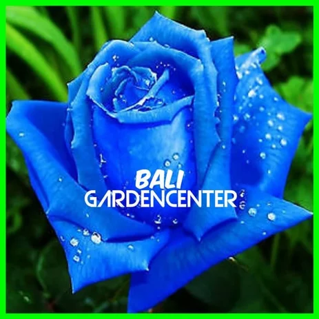 Detail Bunga Mawar Biru Dongker Nomer 37