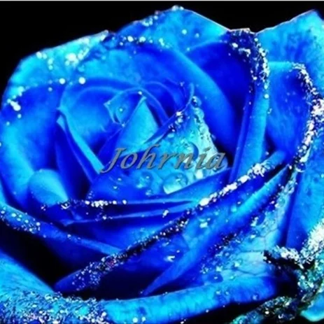 Detail Bunga Mawar Biru Dongker Nomer 44