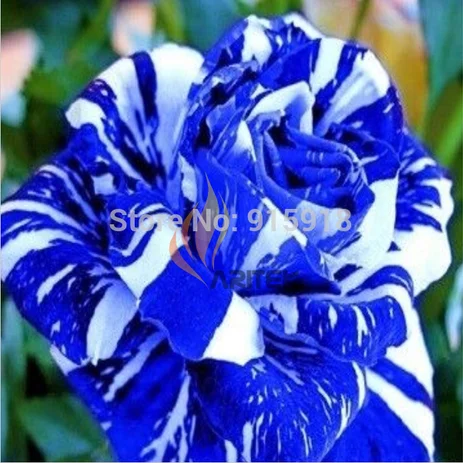 Detail Bunga Mawar Biru Dongker Nomer 49