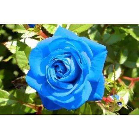 Detail Bunga Mawar Biru Dongker Nomer 53