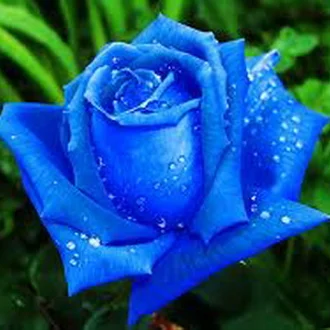 Detail Bunga Mawar Biru Dongker Nomer 10