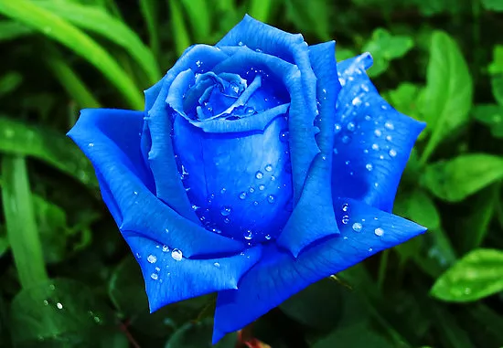 Detail Bunga Mawar Biru Terindah Nomer 15