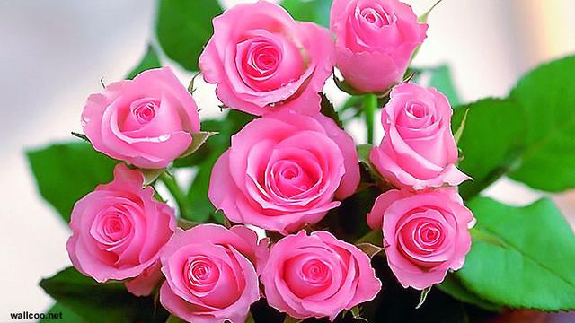 Bunga Mawar Cantik Dan Indah - KibrisPDR