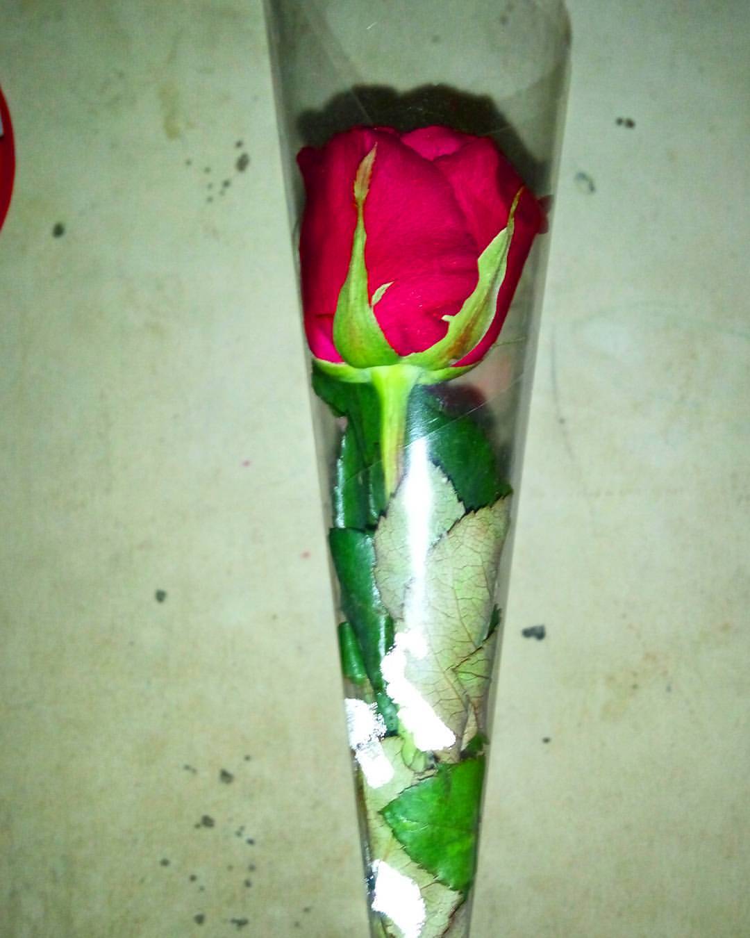 Detail Bunga Mawar Cinta Nomer 28
