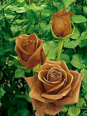 Bunga Mawar Coklat - KibrisPDR