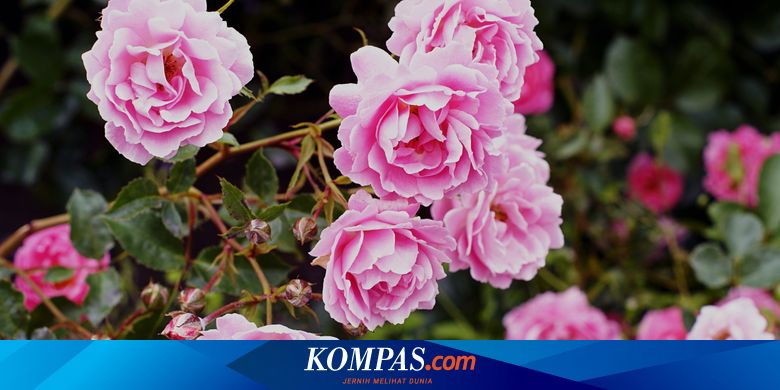 Detail Bunga Mawar Di Taman Nomer 47