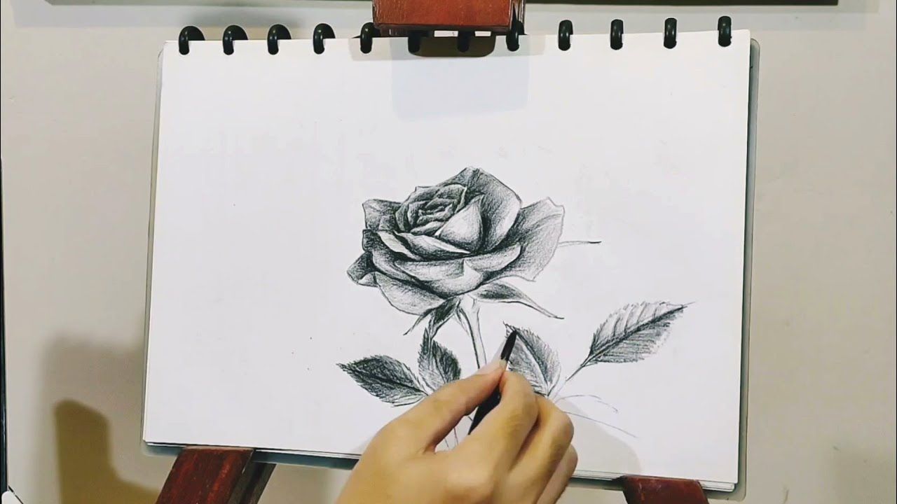 Detail Bunga Mawar Gambar Pensil Nomer 18