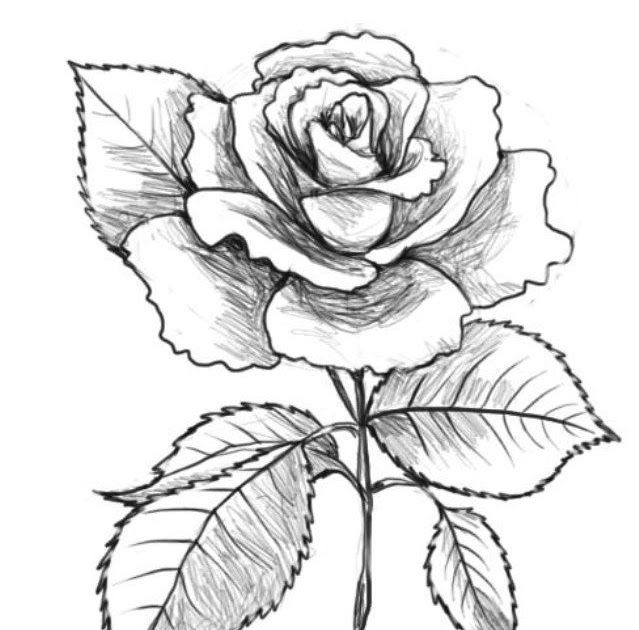 Detail Bunga Mawar Gambar Pensil Nomer 29
