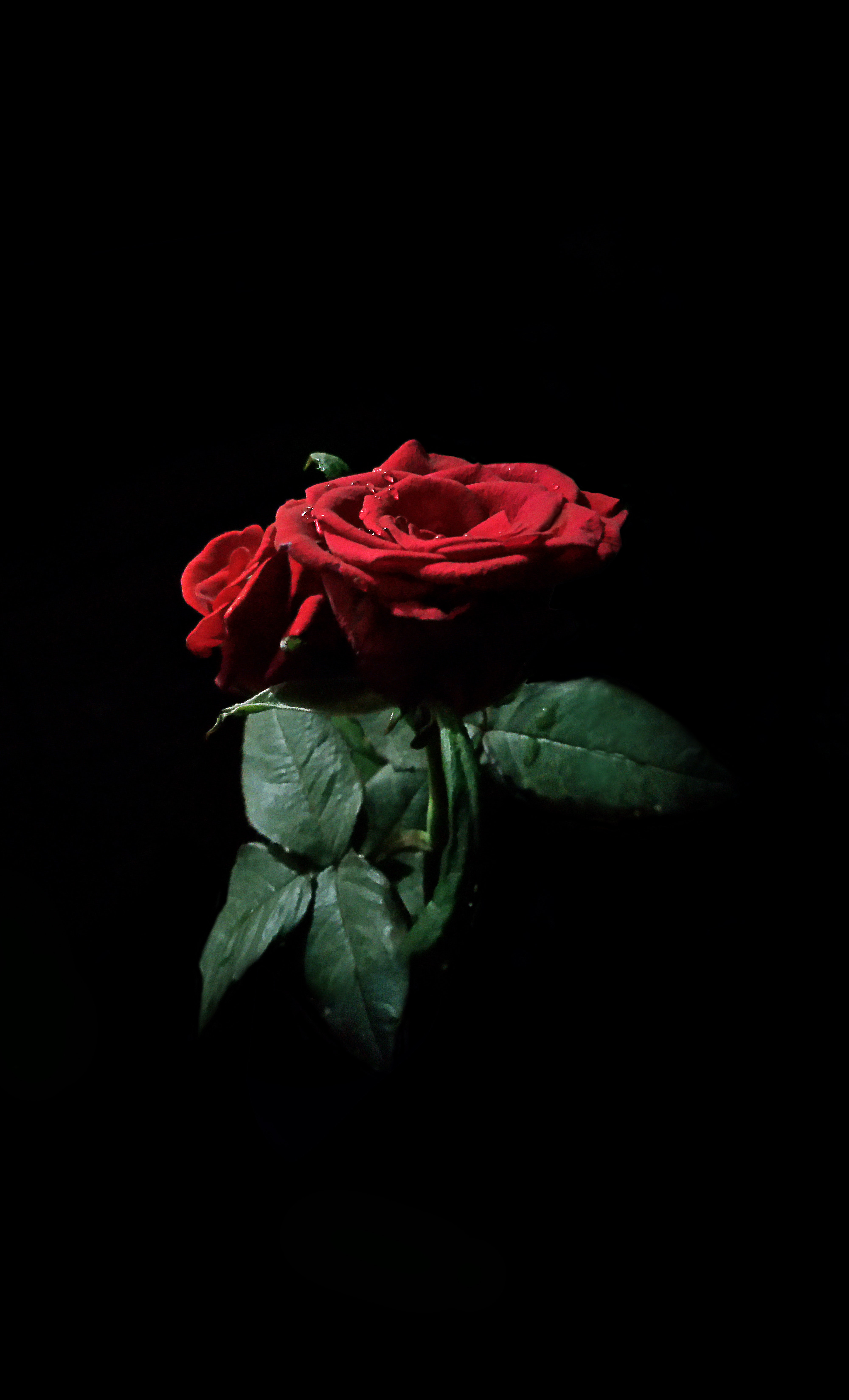 Bunga Mawar Hd - KibrisPDR