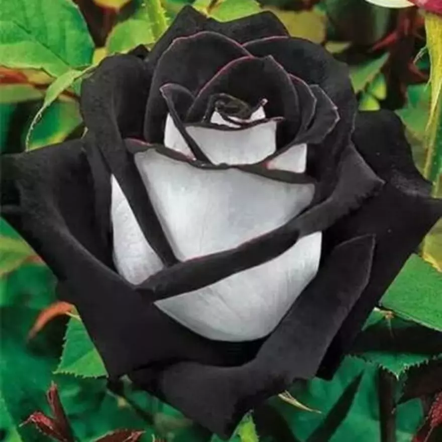 Detail Bunga Mawar Hitam Nomer 22