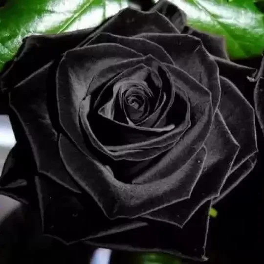 Detail Bunga Mawar Hitam Nomer 44