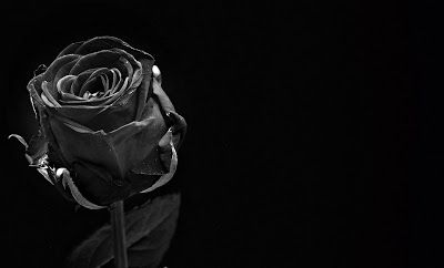 Detail Bunga Mawar Hitam Berdarah Nomer 38