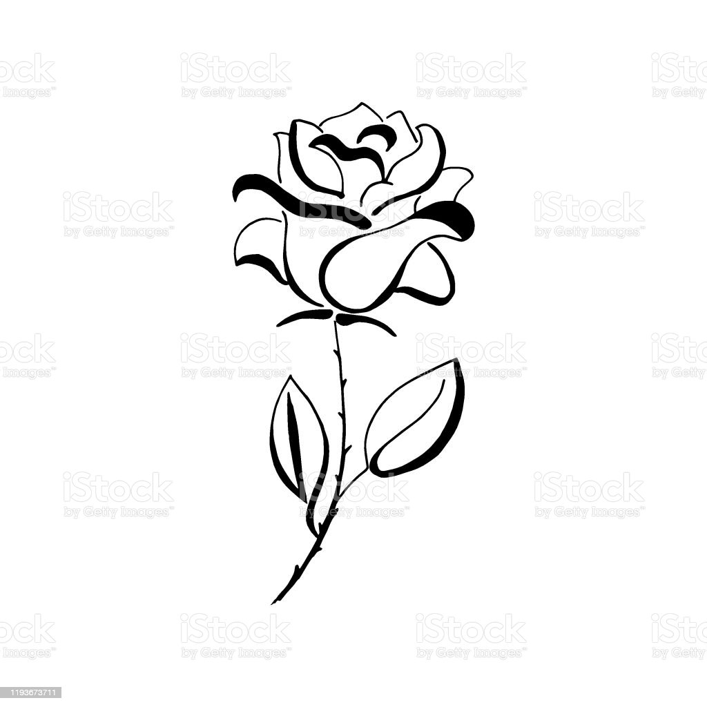 Detail Bunga Mawar Hitam Putih Nomer 51