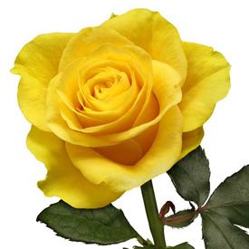 Bunga Mawar Kuning Cantik - KibrisPDR
