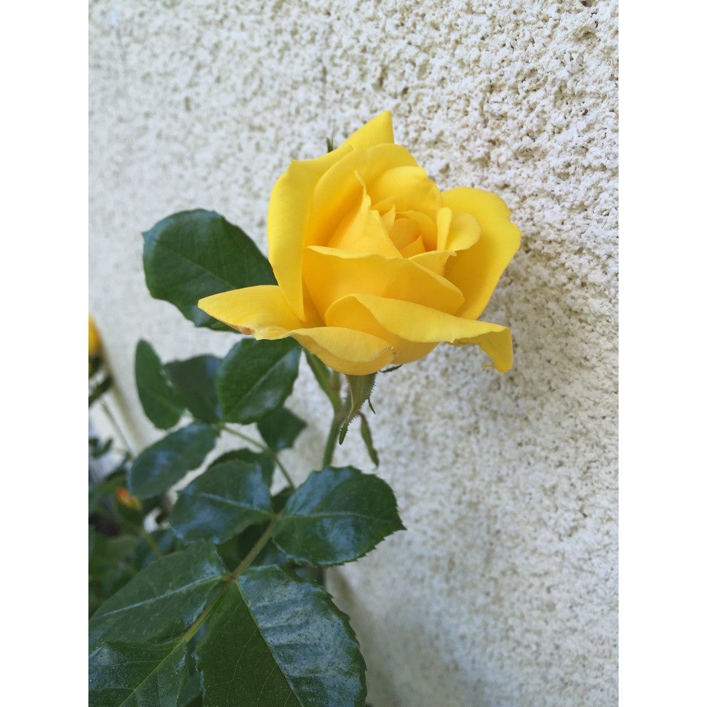 Detail Bunga Mawar Kuning Terindah Nomer 16
