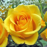 Detail Bunga Mawar Kuning Terindah Nomer 8
