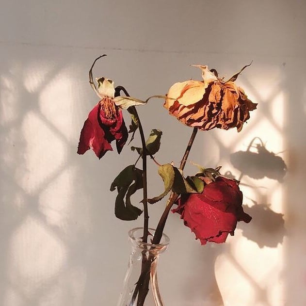 Detail Bunga Mawar Layu Instagram Nomer 15