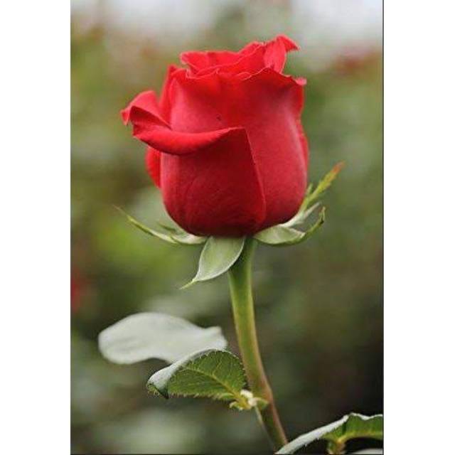 Bunga Mawar Merah Asli - KibrisPDR