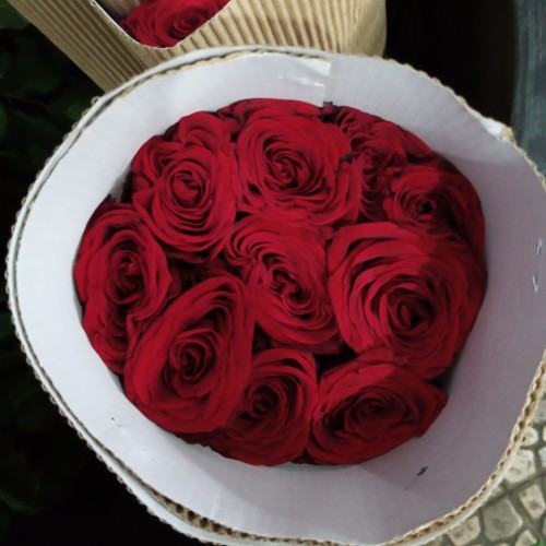 Detail Bunga Mawar Merah Asli Nomer 4