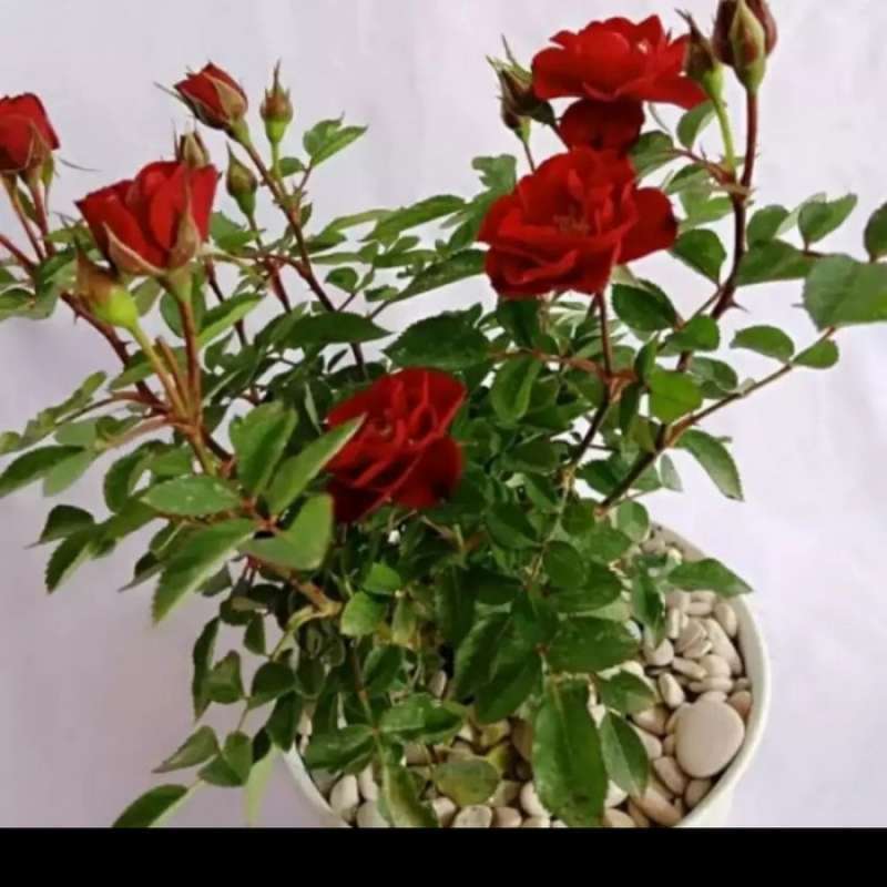 Detail Bunga Mawar Merah Asli Nomer 42