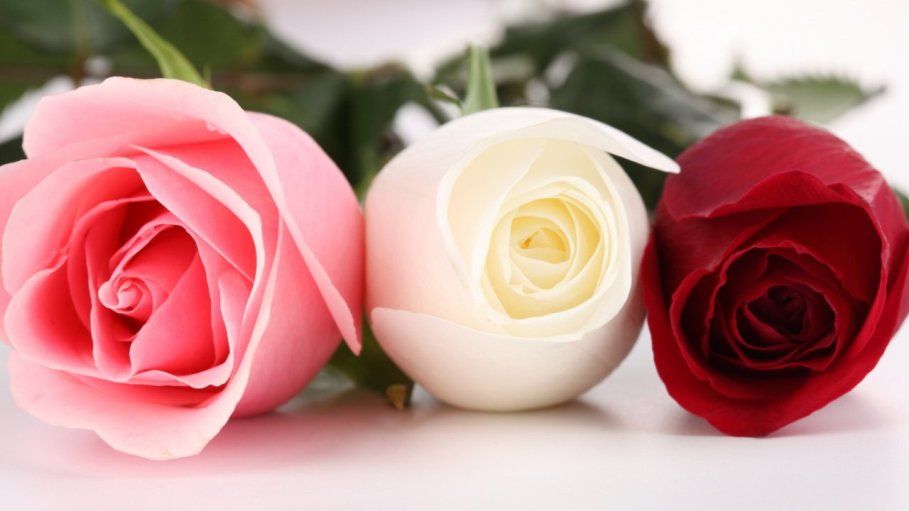Bunga Mawar Merah Putih - KibrisPDR
