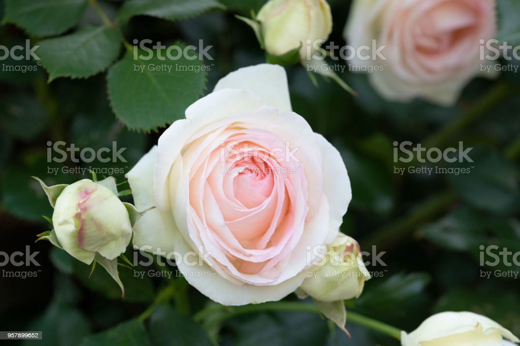 Detail Bunga Mawar Merah Putih Nomer 39
