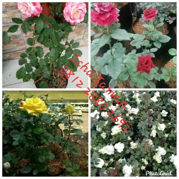 Detail Bunga Mawar Merah Putih Nomer 40